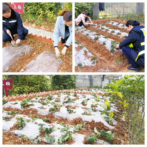 广南公司积极开展“3•12”植树节爱绿护绿主题活动(图1)